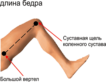 Где находятся бедра фото. Бедро человека. Где бедро у человека фото. Бедра где находится фото. Шэгде у челрвека бёдра.