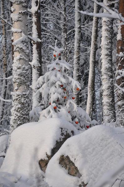 Ёлочка ёлка лесной аромат...))) Поздравляю со всеми прошедшими праздниками января!! Всем здоровья, удачи, састья!! 