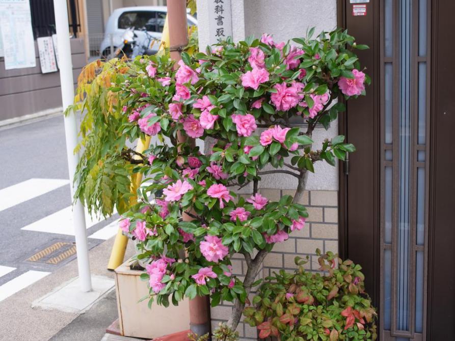  в Киото 1 декбаря -  японская камелия(цубуки) в самом расцвете...))))