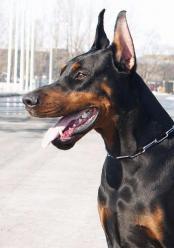  DobermanZol