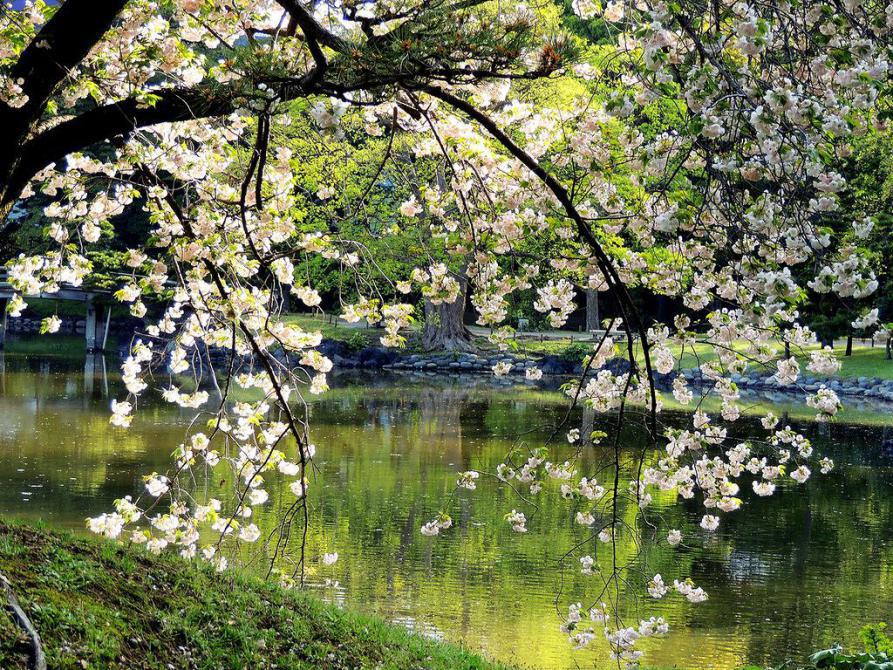 По над рекой сад цветет. Весеннее цветение деревьев. Цветущий сад на берегу реки. Весенний водоем.